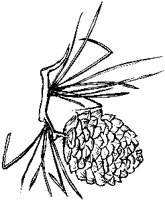 Pine Cone 2.tif