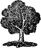 Simple Dense-Leaved Tree.tif