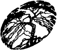 Slanted Oval Tree Silhouette.tif