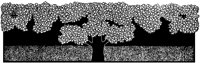Tree All in Blossom.tif
