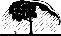 Tree in Rain.tif