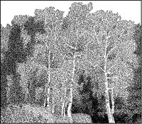 Tree Scene.tif