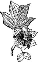 Tulip Blossom.tif