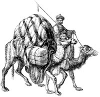 Man Driving Camels.tif
