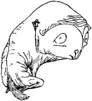 Big-Eyed Creature.tif