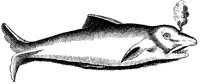 Imaginative Dolphin 1.tif