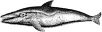 Imaginative Dolphin 2.tif