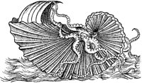 Sailing Nautilus.tif