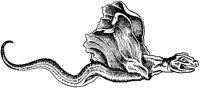 Sea Dragon 2.tif