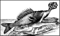 Merman.tif