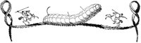 Fighting a Giant Caterpillar.tif
