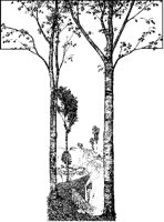 Thick-Headed Little Faun.tif