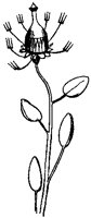 Bottlephorkia Spoonifolia.tif