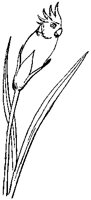 Cockatooca Superba.tif
