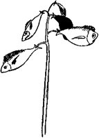 Fishia Marina.tif