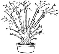 Musket Tree.tif