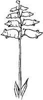 Piggiawiggia Pyramidalis.tif
