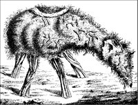 Plant Resembling Lamb.tif