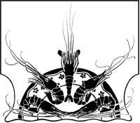 Shrimp Plate.tif