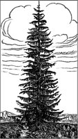 Christmas Tree Growing.tif