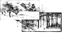 Old House and Pines.tif