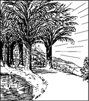 Palm-Lined Way.tif