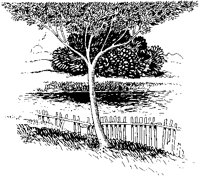 Trees and Fence.tif