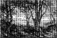 Trees and Wooden Fence.tif