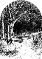 Winter Tree and Fence.tif