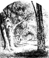 Forest River Scene.tif