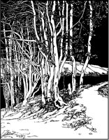 Holly Trees by River.tif