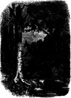 Rapids and Trees.tif