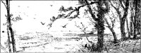 Seaside Trees.tif