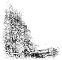 Springtime Brook and Trees.tif