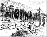 Torrent and Trees.tif