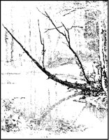 Tree over River.tif