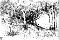 Autumnal Woods.tif