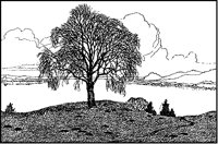 Hilltop Tree.tif