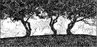 Hilltop Trees.tif