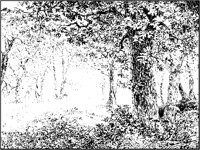 Peaceful Woods.tif