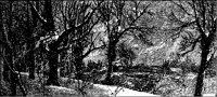 Snowstorm in Trees.tif