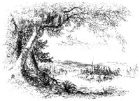Tree Overhanging River.tif