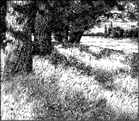 Trees and Grassy Hillside.tif