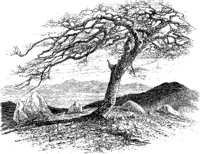 Windy Tree on Mountaintop.tif