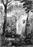 Brazilian Forest Landscape.tif