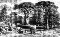 Conifer Landscape.tif