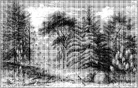 Coniferous Landscape.tif