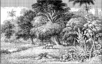 Equatorial Tree Landscape.tif