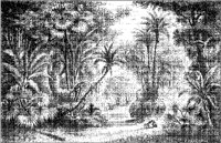 Indian Forest Landscape.tif