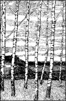 Birch Trees.tif